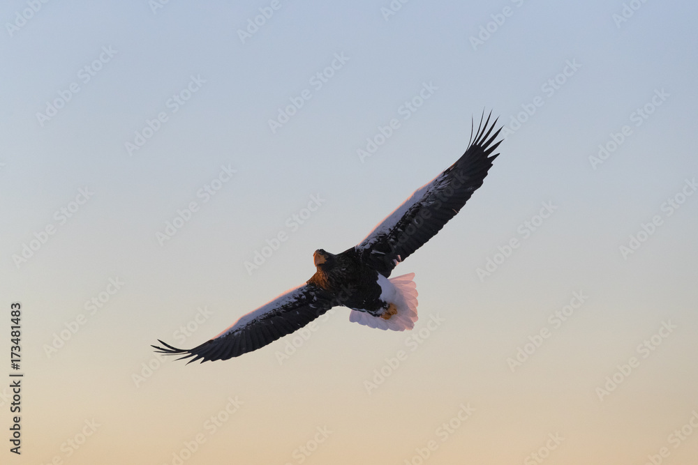 Obraz premium Riesenseeadler im Flug