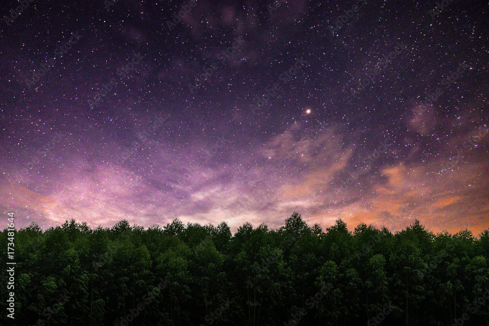 tree and night sky