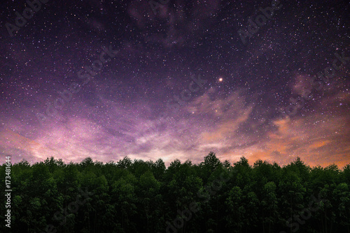 tree and night sky