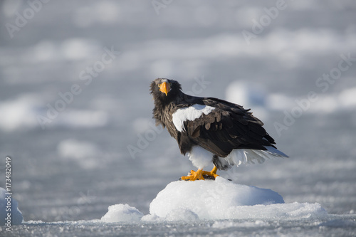 Riesenseeadler sitzt auf dem Eis photo