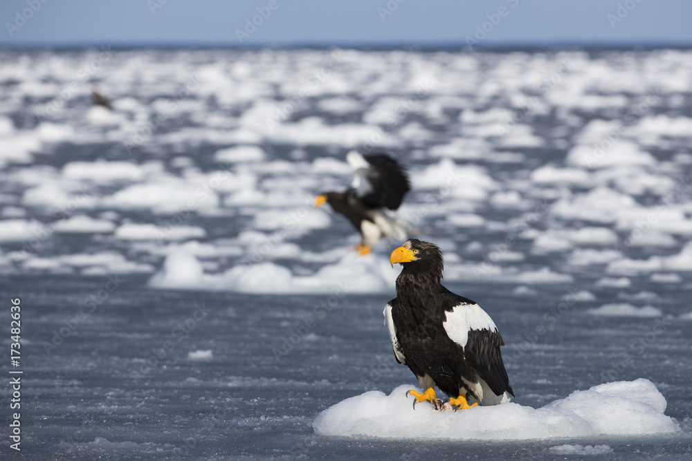 Riesenseeadler sitzt auf dem Eis