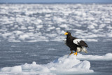 Riesenseeadler sitzt auf dem Eis