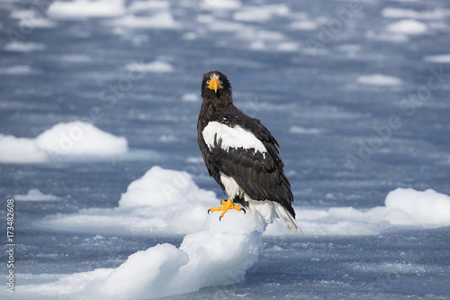 Riesenseeadler sitzt auf dem Eis