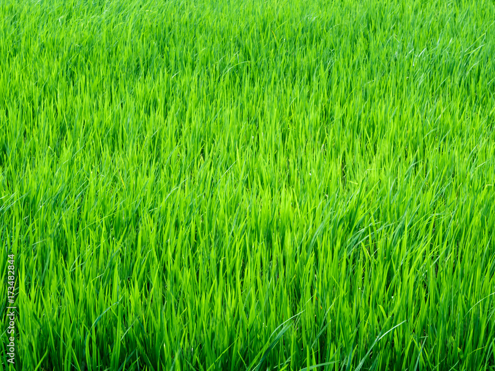 Leaves of rice fly follow the wind in the rice field