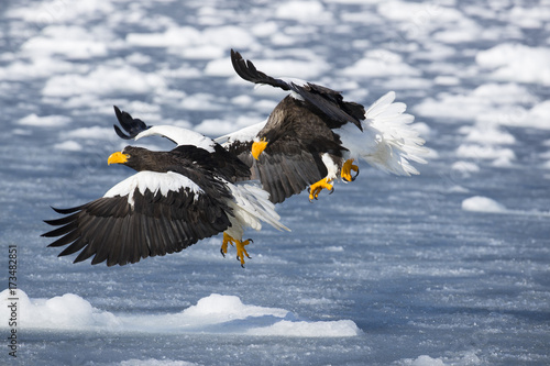 Riesenseeadler beim Kampf um Fisch photo