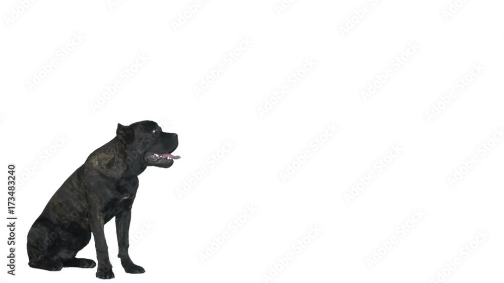 black cane corso sits on a white background black cane corso sits on a white background