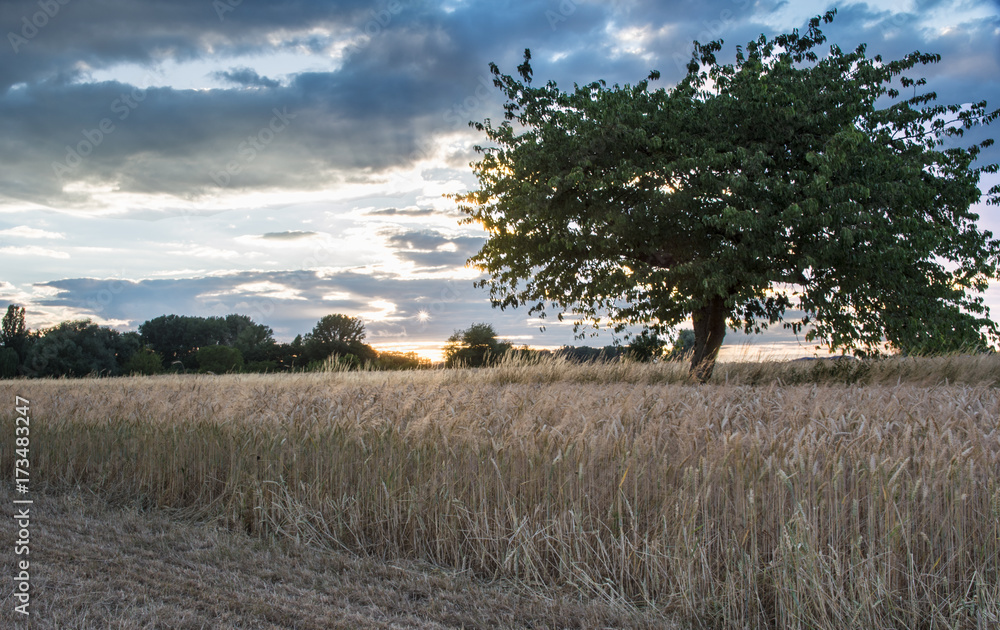 Fototapeta premium Am Kornfeld