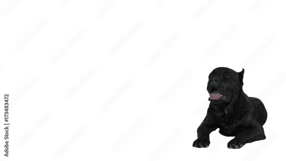 black cane corso on white background black cane corso on white background