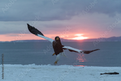 Riesenseeadler fliegt von der Hafenmauer auf photo