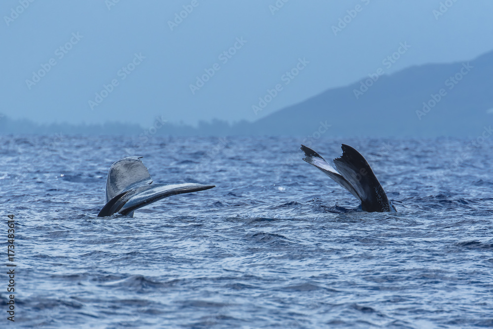 Fototapeta premium Humpback whale swimming in the Pacific Ocean in front of the island of Tahiti, tails of mother and calf 