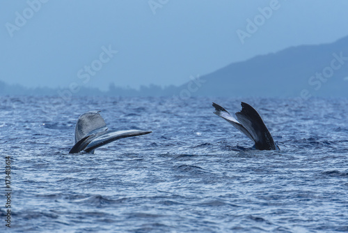 Humpback whale swimming in the Pacific Ocean in front of the island of Tahiti, tails of mother and calf 