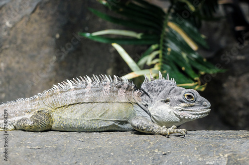 close up of a iguana lizard on rock 