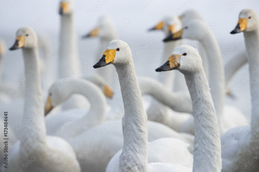Fototapeta premium Singschwaene an einer Thermalquelle