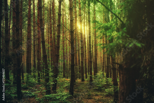 Fototapeta Naklejka Na Ścianę i Meble -  Magic sun light in the forest, nature background