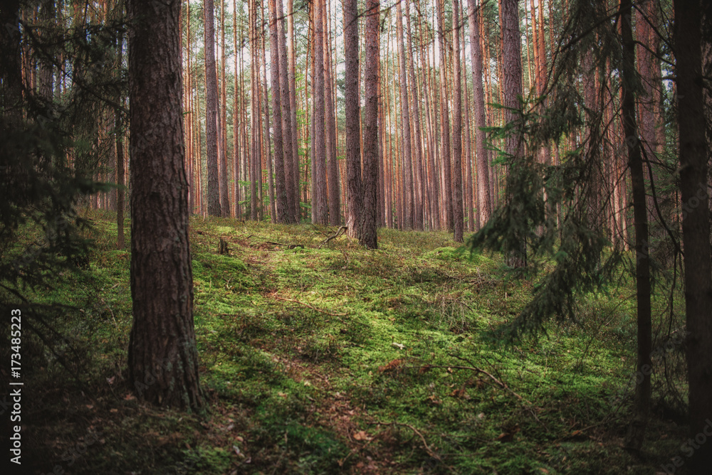 magical atmosphere forest, Natural background magical atmosphere forest, Natural background