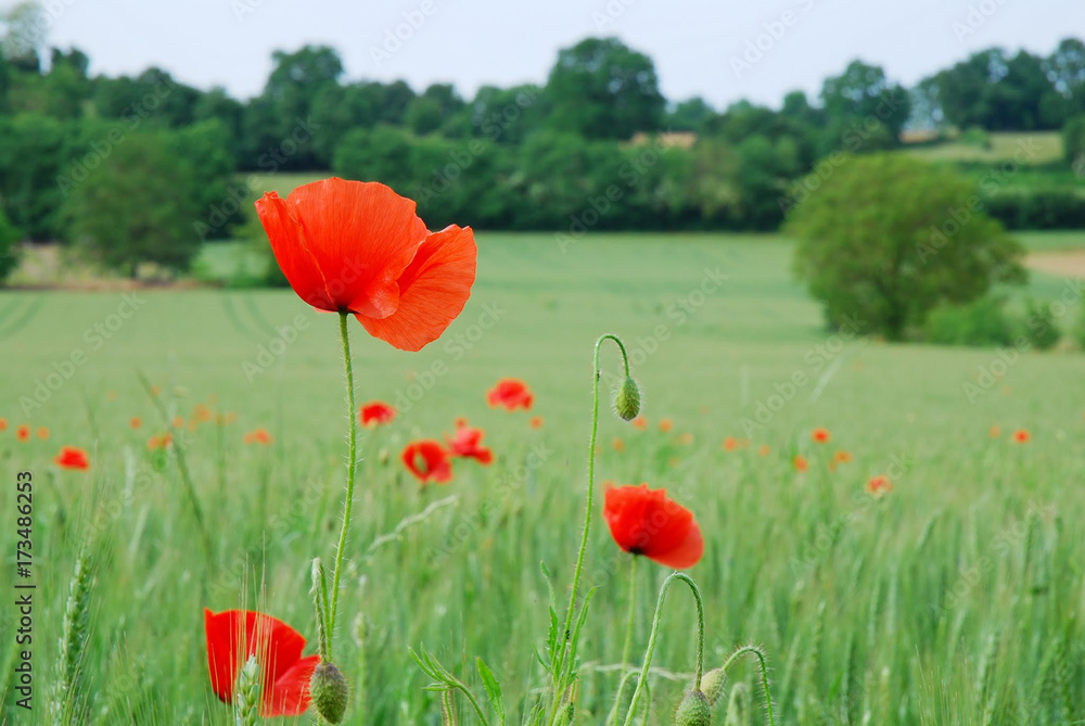 Obraz premium Fleur des champ