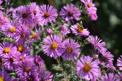 Природа (Цветы)