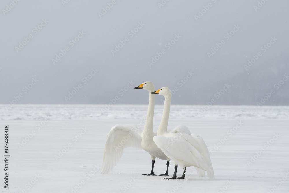 Fototapeta premium Singschwan ruft nach seinem Partner