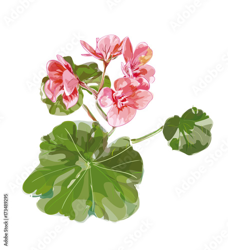 Fototapeta Naklejka Na Ścianę i Meble -  Pelargonium vector on white background.