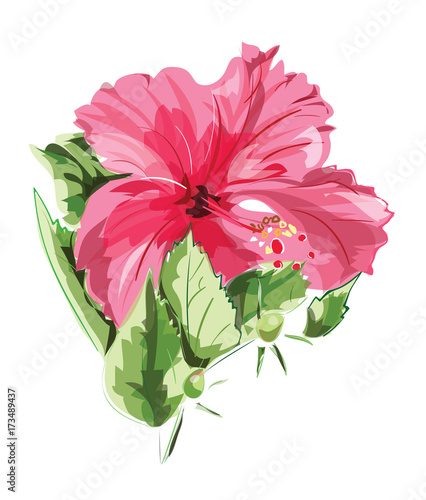 Red hibiscus flower. Vector illustration.