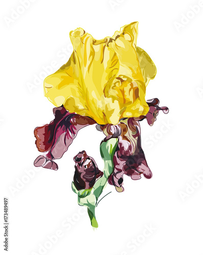 Fototapeta Naklejka Na Ścianę i Meble -  Iris vector on white background.