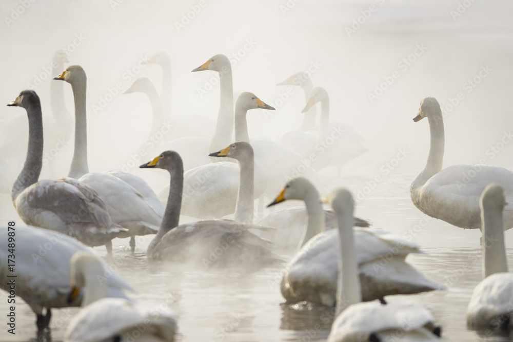 Obraz premium Singschwaene an einer Thermalquelle