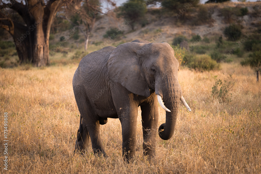 An elephant in Tarangire National Park,Tanzania. An elephant in Tarangire National Park,Tanzania.