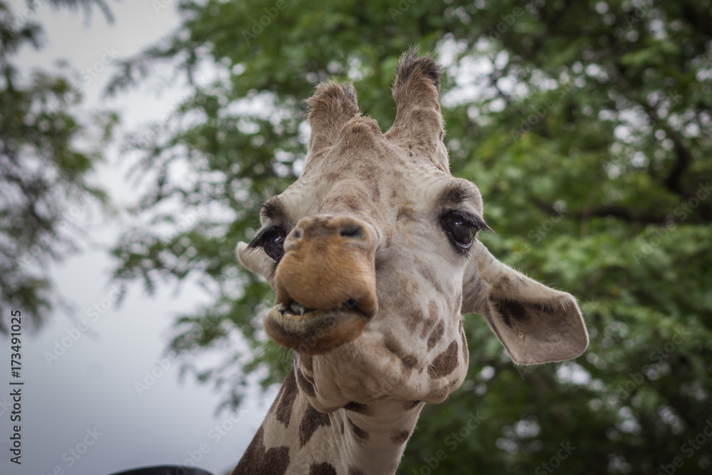 Obraz premium Funny expressions