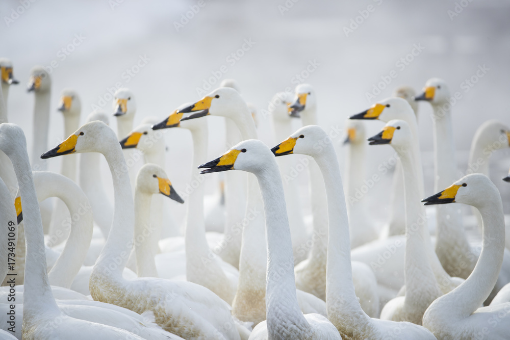 Obraz premium Singschwaene an einer Thermalquelle