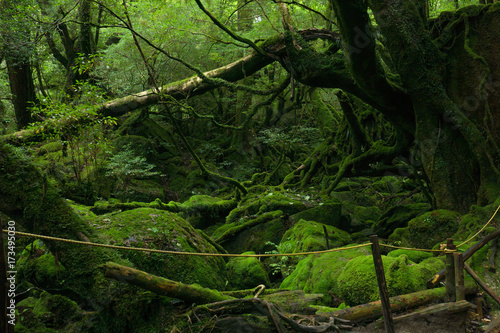 屋久島　苔むす森