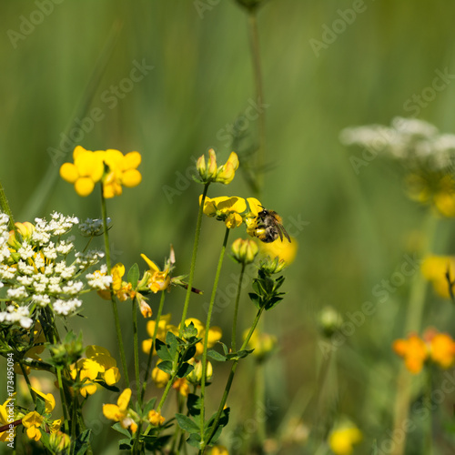 Macro photo - Bee pollinates wild flower in summer meadow