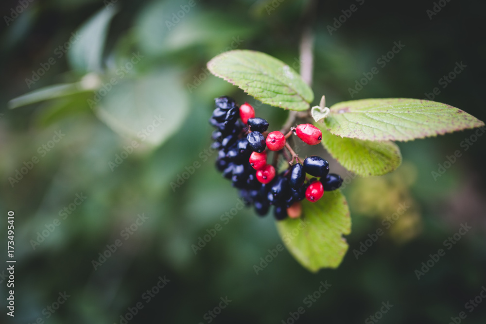 Beeren Beeren