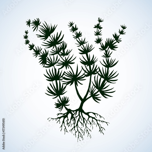 Chara. Vector drawing