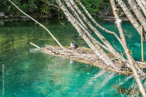 Bird over floating branches on Livenza river, Santissima, Friuli, Italy