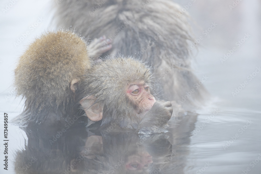 Naklejka premium Junger Schneeaffe laust am Fell der Mutter