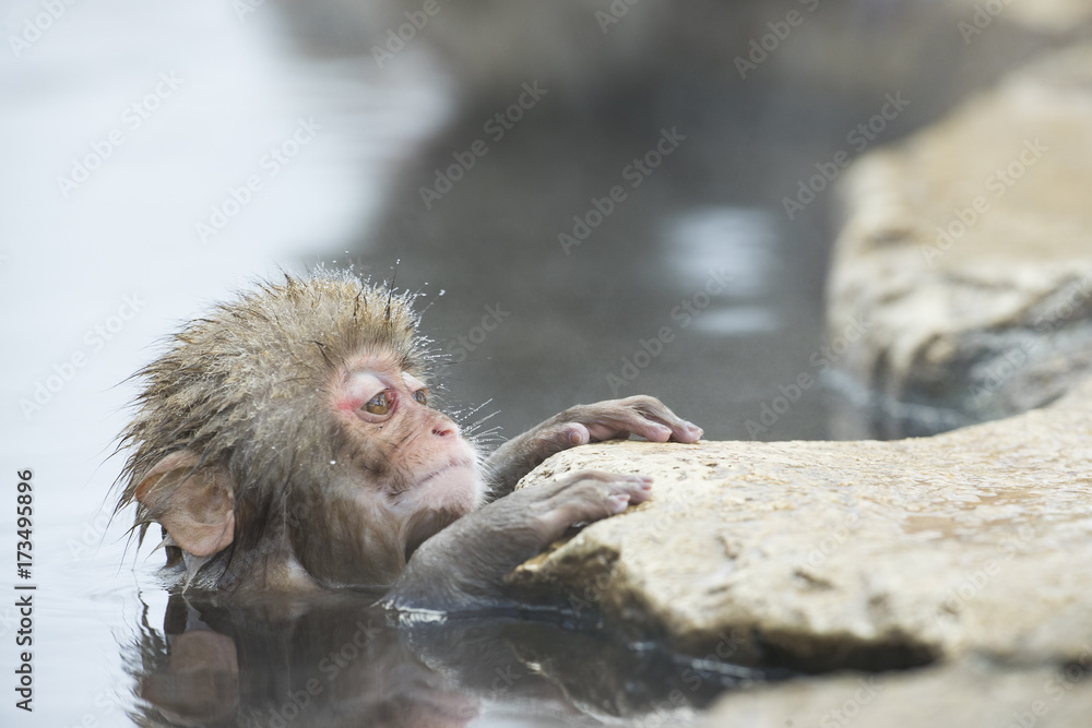 Fototapeta premium Junger Schneeaffe in der Thermalquelle