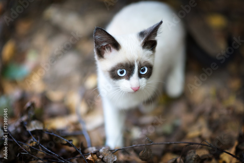 homeless Cute Siamese kitten outdoor photo