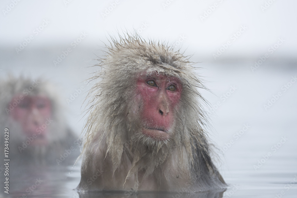 Naklejka premium Schneeaffen Portraet