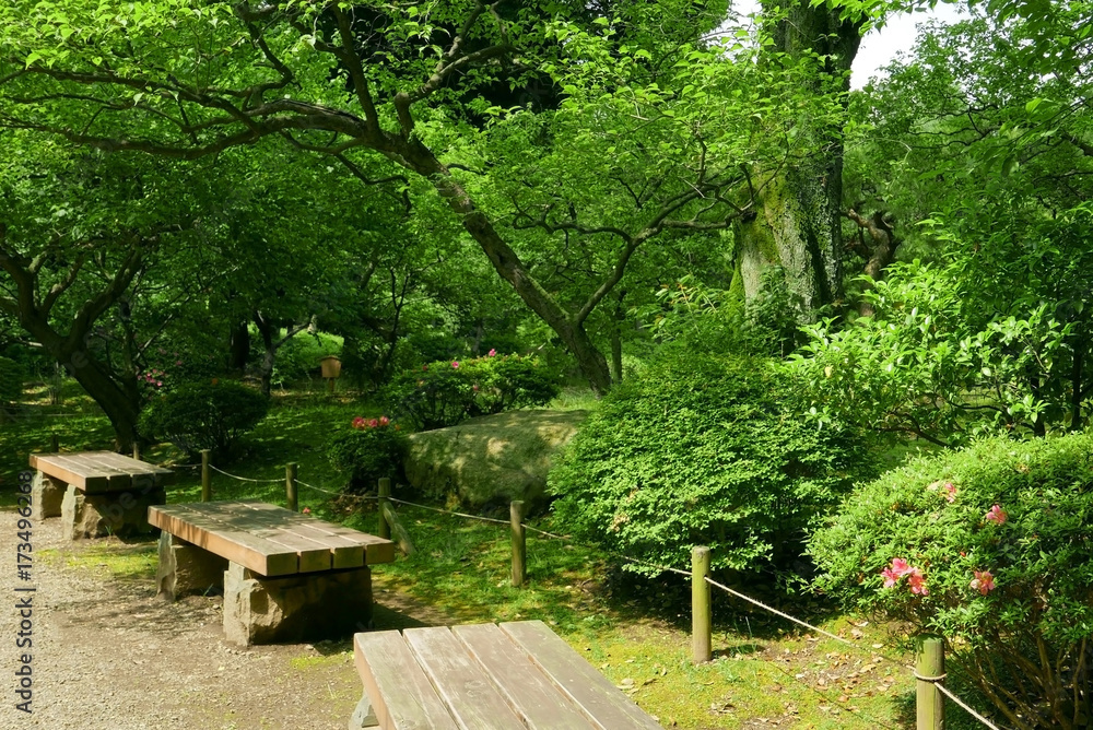 plant, flower and tree in Japan traditional park plant, flower and tree in Japan traditional park