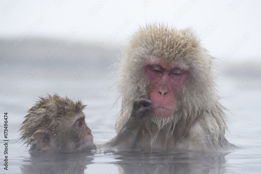Naklejka premium Junger Schneeaffe laust am Fell der Mutter