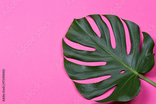 the monstera leaf