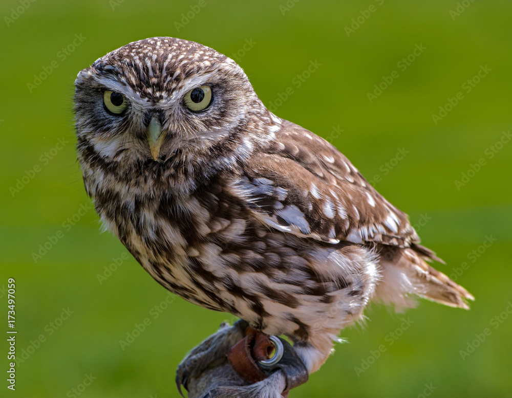 Obraz premium Little owl