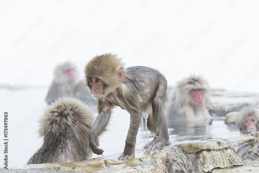 Fototapeta premium Junger Schneeaffe laeuft am Beckenrand