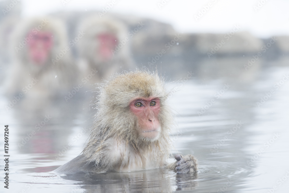 Naklejka premium Schneeaffen in der Thermalquelle