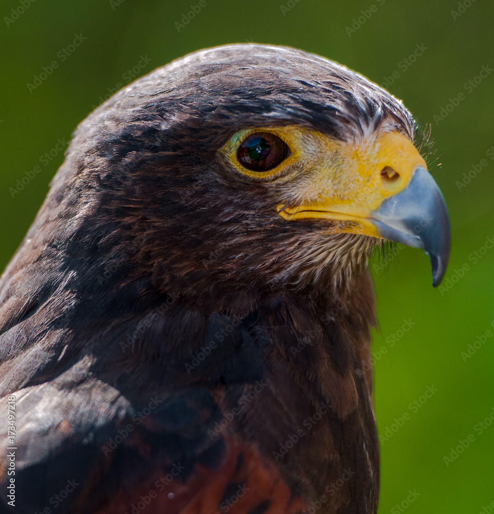 Fototapeta premium Bird of prey