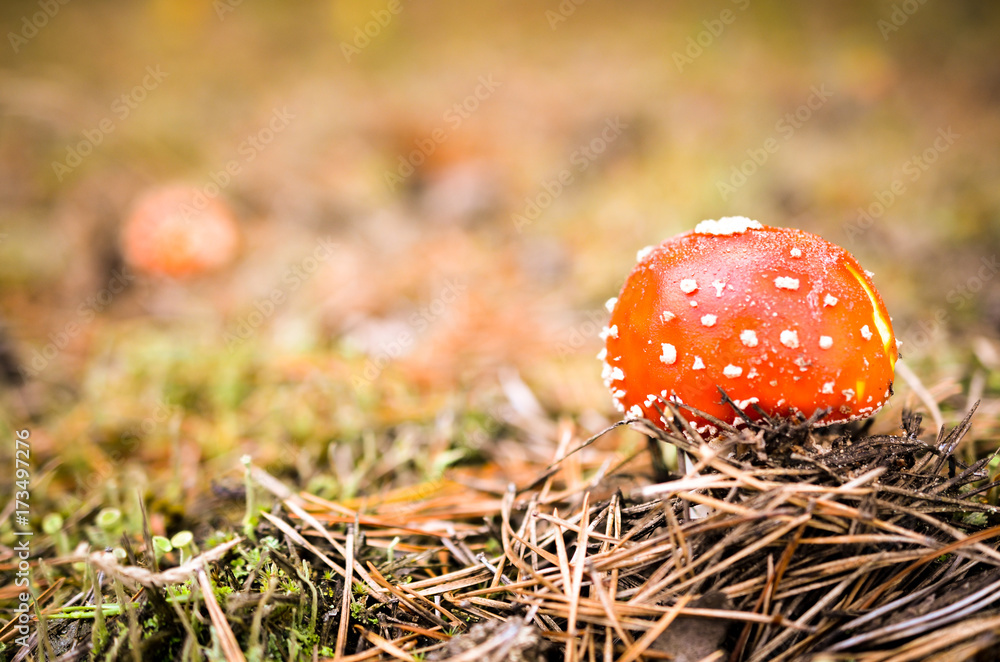 fly agaric mushroom in forest landscape fly agaric mushroom in forest landscape