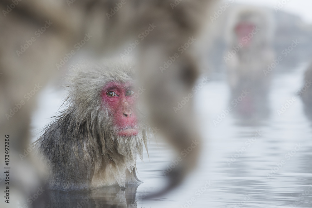Naklejka premium Schneeaffen in der Thermalquelle