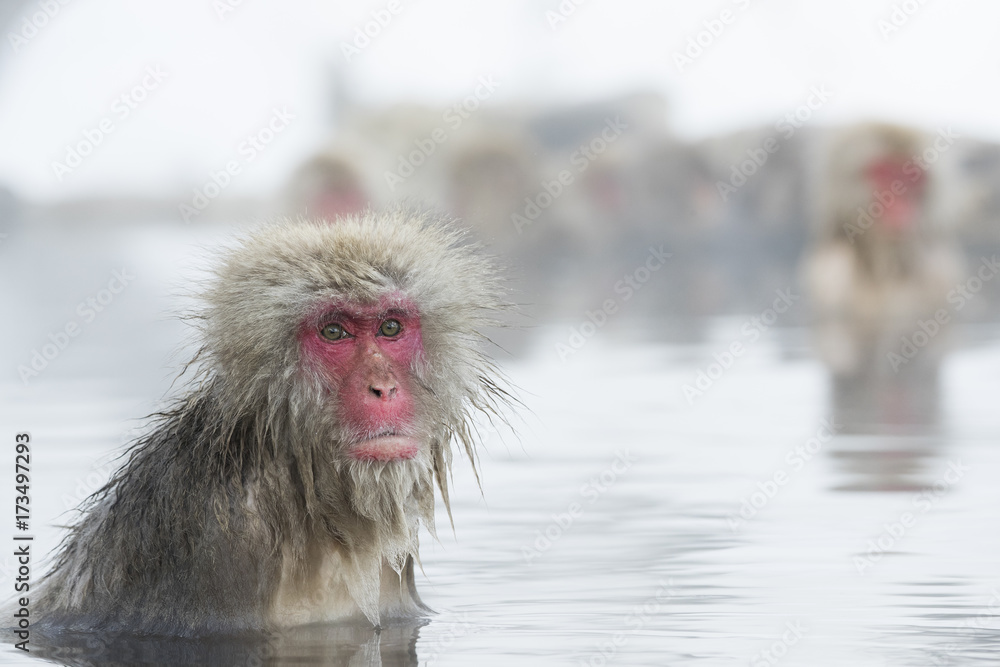 Fototapeta premium Schneeaffen Portraet