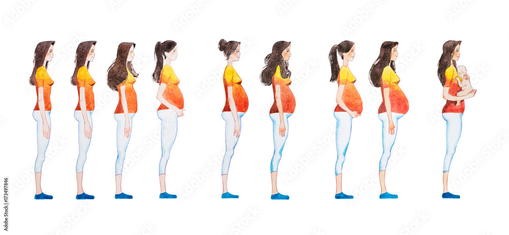Stages Pregnancy Pregnant Women Changes Body Stock Vector (Royalty Free)  2043695303