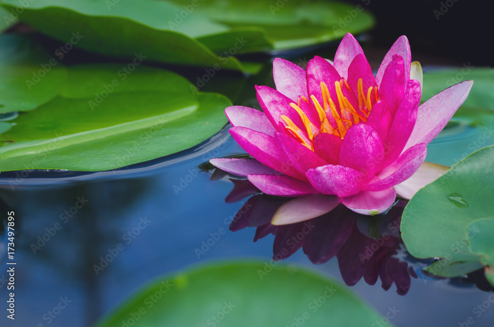 beautiful pink lotus flower in pond.